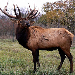 bull elk