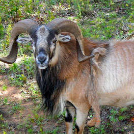 Corsican Ram