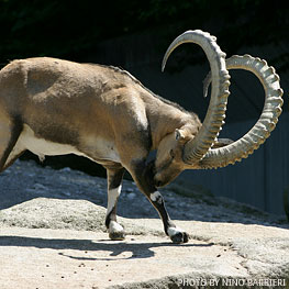 Ibex