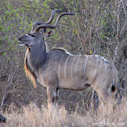 Kudu