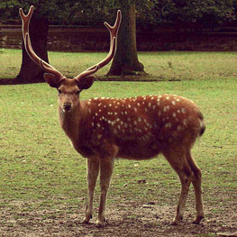 Sika Buck