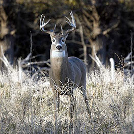 whitetail