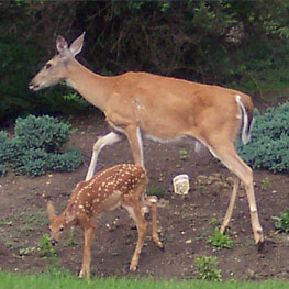 Whitetail Doe Hunting